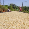 Kenya_Microlot Kenya Kamwangi AA