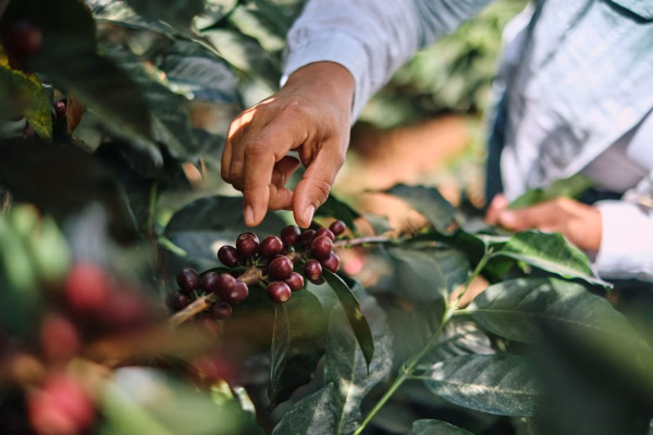 El-Puente-Cosecha-23_333 Honduras Finca El Puente