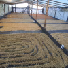 CopyofIMG-20200506-WA0047 Colombia Finca Monteblanco Pink Bourbon