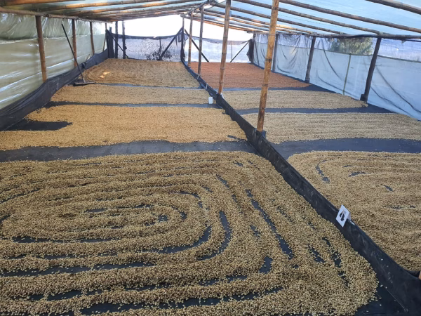 CopyofIMG-20200506-WA0047 Colombia Finca Monteblanco Pink Bourbon