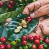 PIC2 Colombia Finca Monteblanco Pink Bourbon