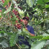 Rodrigo Colombia Finca Monteblanco Pink Bourbon