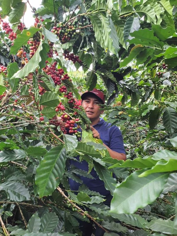 Rodrigo Colombia Finca Monteblanco Pink Bourbon