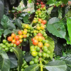 harvest Colombia Finca Monteblanco Pink Bourbon