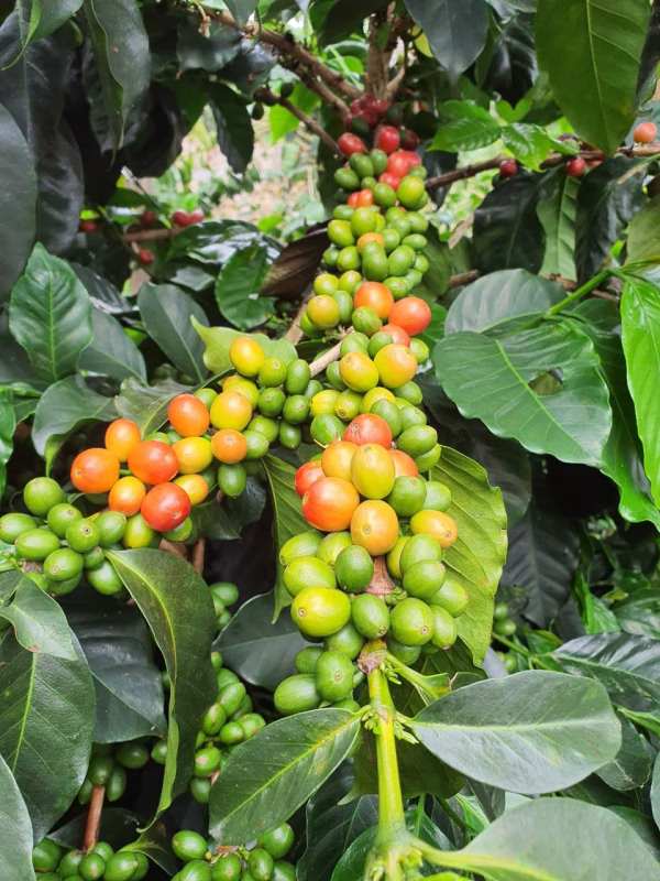 harvest Colombia Finca Monteblanco Pink Bourbon