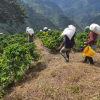 pickers Colombia Finca Monteblanco Pink Bourbon