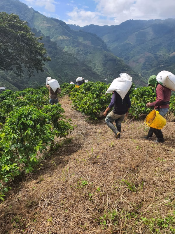 pickers Colombia Finca Monteblanco Pink Bourbon