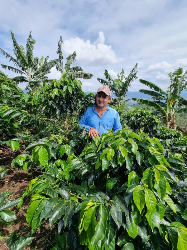 El Recreo1 Colombia Finca El Recreo Caturron