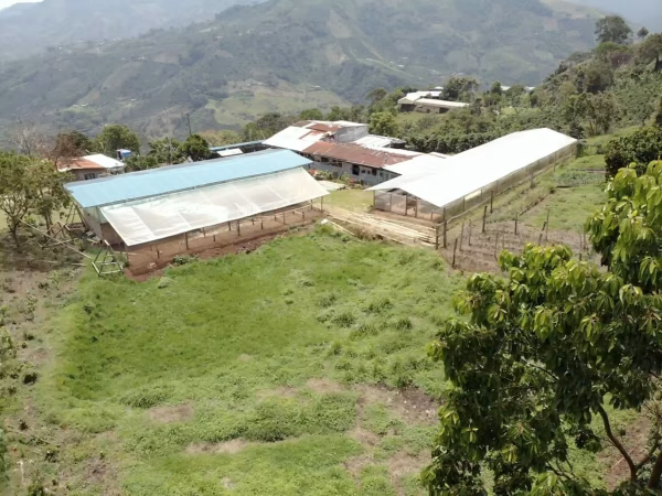 El Recreo2 Colombia Finca El Recreo Caturron