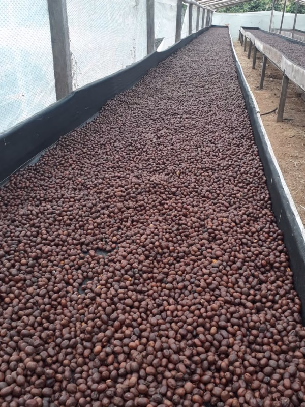 El Recreo5 Colombia Finca El Recreo Caturron