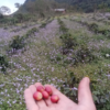 Honduras Ariel Funez La Lagunita Natural